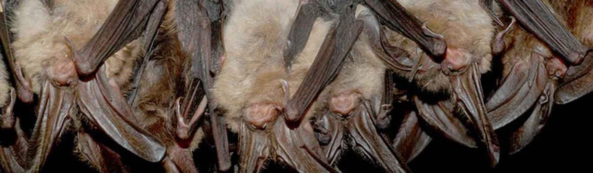 Bat Removal Indianapolis IN