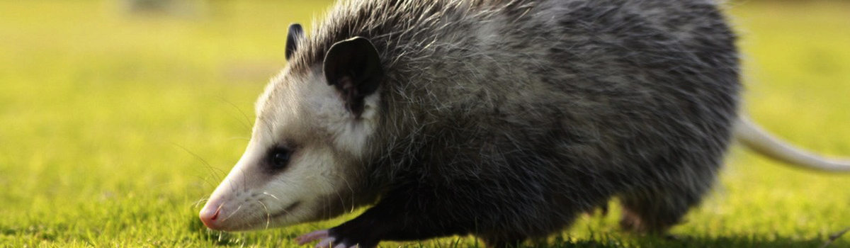 Opossum Removal Indianapolis IN