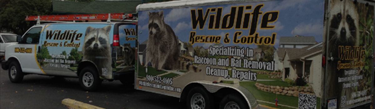 Wildlife Rescue and Control Indianapolis